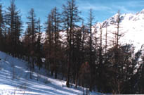 Location mat&eacute;riel de ski Valfr&eacute;jus Sports
